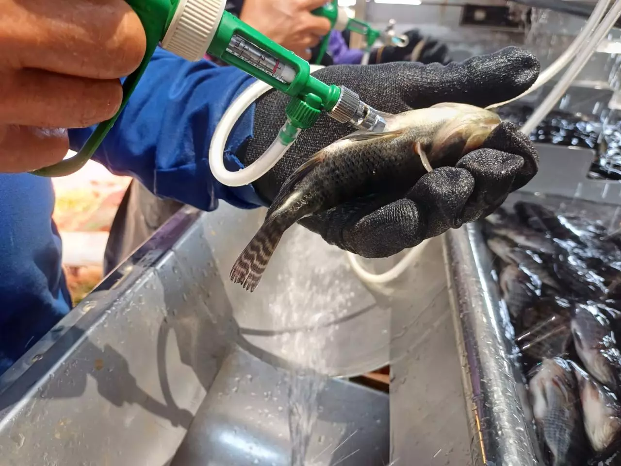 SANIDADE AQUÍCOLA ][ Vacinação combinada eleva sobrevivência da tilápia para 95%
